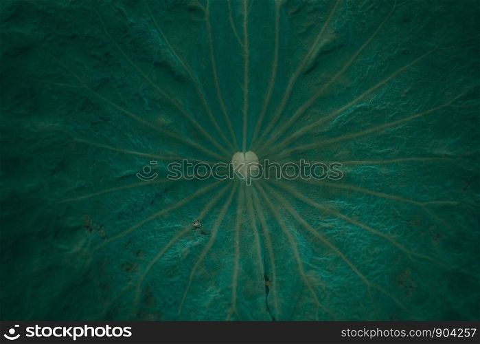 Lotus pattern and texture.Dark green leaves layout background for advertising or invitation.Nature and Summer concept.