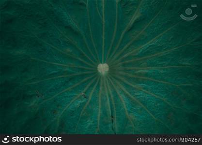 Lotus pattern and texture.Dark green leaves layout background for advertising or invitation.Nature and Summer concept.