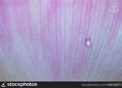 Lotus petals background