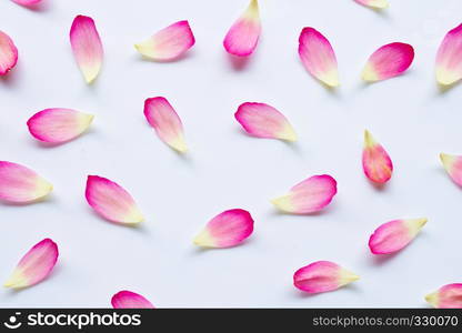 Lotus petals on white background.