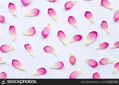 Lotus petals on white background.