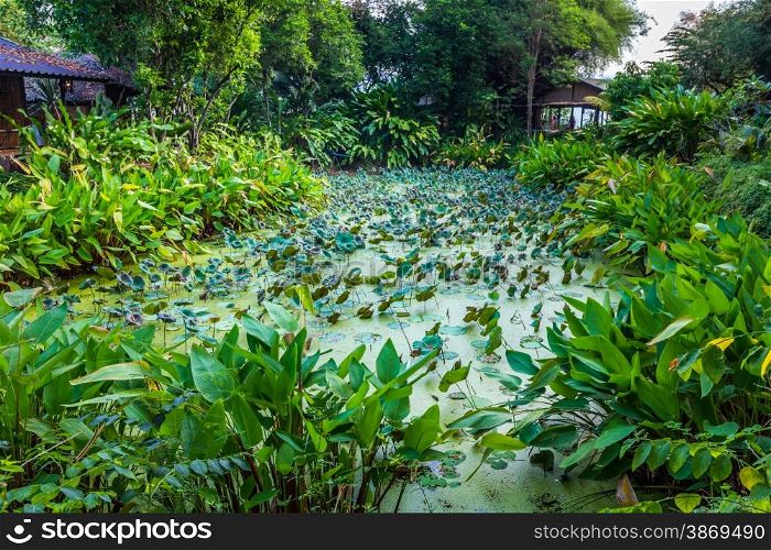 Lotus pond around with green tree and small hut, at the morning of upcountry in Kanchanaburi,Thailand