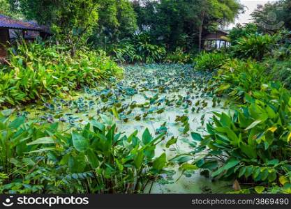 Lotus pond around with green tree and small hut, at the morning of upcountry in Kanchanaburi,Thailand