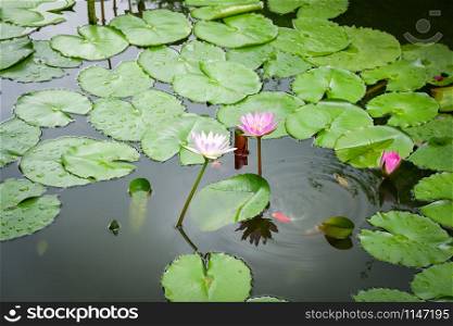 Lotus pond / Water lily or lotus flower and green leaf growing water pond in the garden