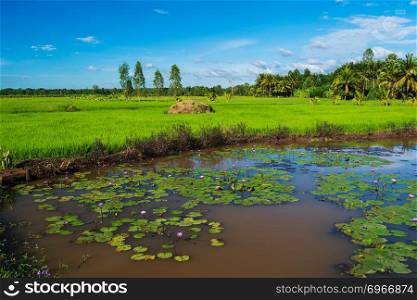 lotus pond with rice field and blue sky in countryside