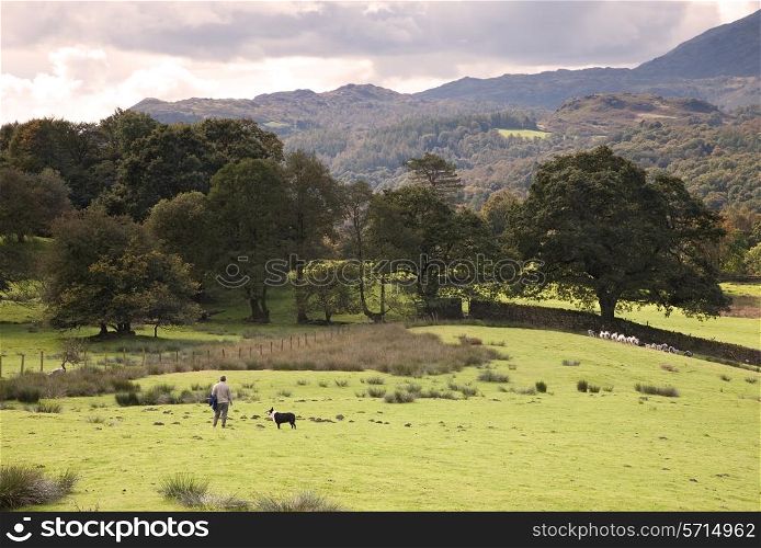 Loughrigg, Cumbria, UK ? September 18, 2011: Shepherd with his sheep dog rounding up the flock.