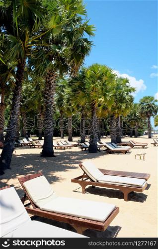 Lounge chairs and palm trees at the beach