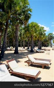Lounge chairs and palm trees at the beach