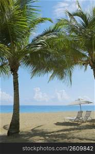 Lounge chairs under patio umbrellas on the beach, Ocean Park, El Condado, San Juan, Puerto Rico