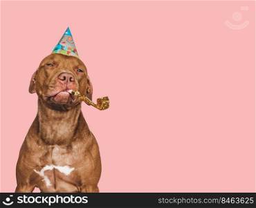 Lovab≤, pretty brown puppy and party hat. Close-up, indoors, studio photo. Day light. Concept of care, education, obedience training and raising pets. Lovab≤, pretty brown puppy and party hat