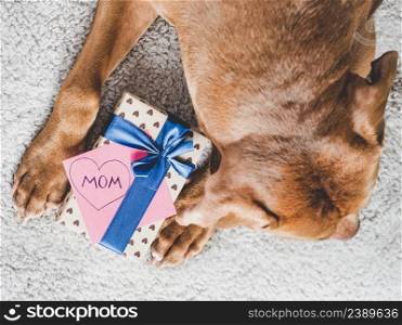 Lovable, adorable brown puppy and gift box. Closeup, indoors, top view. Studio photo. Congratulations for family, loved ones, friends and colleagues. Animal and pet care concept. Lovable, adorable brown puppy and gift box