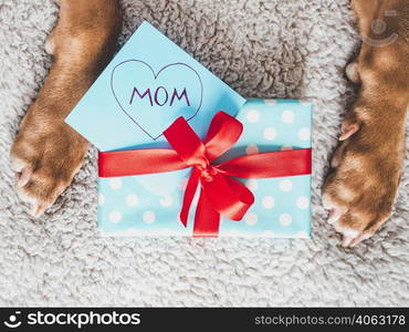 Lovable, adorable brown puppy and gift box. Closeup, indoors, top view. Studio photo. Congratulations for family, loved ones, friends and colleagues. Animal and pet care concept. Lovable, adorable brown puppy and gift box