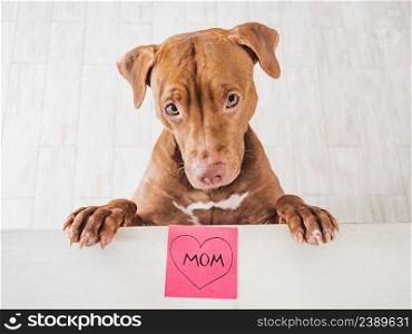 Lovable, adorable brown puppy and note with the word MOM. Closeup, indoors, top view. Studio photo. Congratulations for family, loved ones, friends and colleagues. Animal and pet care concept. Lovable, adorable brown puppy. Closeup, indoors, top view