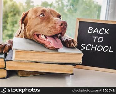 Lovable, adorable puppy chocolate color and vintage books. Close-up, isolated background. Studio photo, day light. Concept of care, education, obedience training and raising of pets. Cute, adorable puppy and vintage books. Close-up