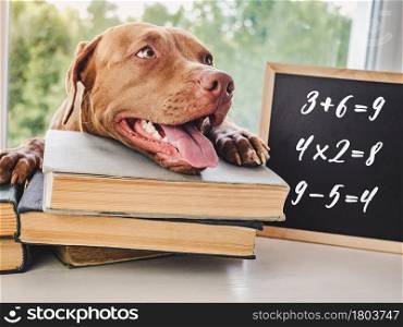 Lovable, adorable puppy chocolate color and vintage books. Close-up, isolated background. Studio photo, day light. Concept of care, education, obedience training and raising of pets. Cute, adorable puppy and vintage books. Close-up