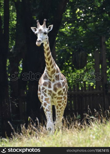 Lovable Little Baby Giraffe Walking in Grass