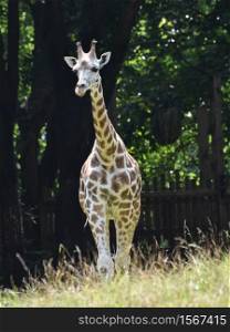 Lovable Little Baby Giraffe Walking in Grass