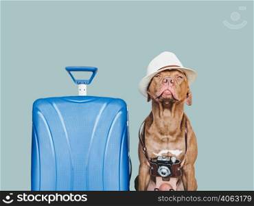 Lovable, pretty brown puppy and blue suitcase. Travel preparation and planning. Close-up, indoors. Studio photo, isolated background. Concept of recreation, travel and tourism. Pets care. Lovable, pretty brown puppy and blue suitcase