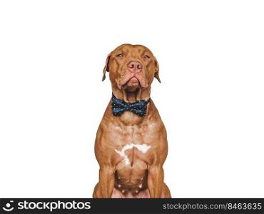 Lovable, pretty brown puppy and bow tie. Beauty and fashion. Close-up, indoors. Day light. Concept of care, education, obedience training and raising pets. Lovable, pretty brown puppy and bow tie
