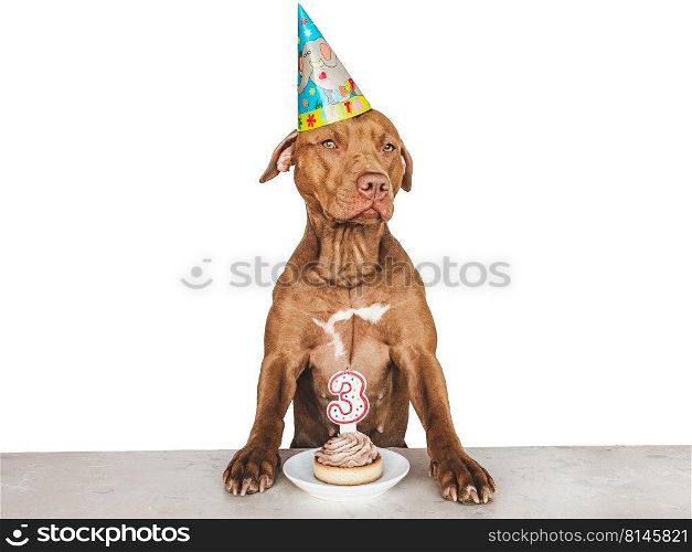 Lovable, pretty brown puppy and party hat. Close-up, indoors, studio photo. Day light. Concept of care, education, obedience training and raising pets. Lovable, pretty brown puppy and party hat