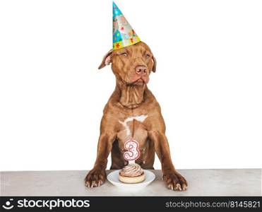 Lovable, pretty brown puppy and party hat. Close-up, indoors, studio photo. Day light. Concept of care, education, obedience training and raising pets. Lovable, pretty brown puppy and party hat