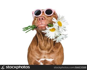 Lovable, pretty brown puppy and sunglasses. Closeup, indoors. Studio shot. Congratulations for family, relatives, loved ones, friends and colleagues. Pets care concept. Lovable, pretty brown puppy and sunglasses. Closeup