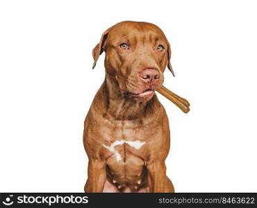 Lovable, pretty brown puppy, holding a bone. Close-up, indoors. Day light. Concept of care, education, obedience training and raising pets. Lovable, pretty brown puppy, holding a bone