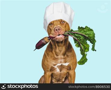 Lovable, pretty brown puppy holding beets. Closeup, indoors. Studio photo. Pet care. Concept of delicious and healthy food. Lovable, pretty brown puppy holding beets. Closeup