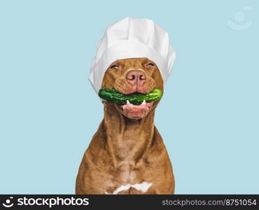 Lovable, pretty brown puppy holding cucumber. Close up, indoors. Studio photo. Pet care. Concept of delicious and healthy food. Lovable, pretty brown puppy holding cucumber. Closeup