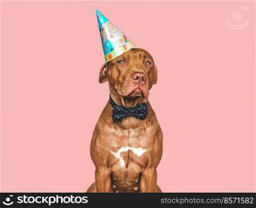 Lovable, pretty brown puppy, party hat and bow tie. Close-up, indoors. Day light. Congratulations for family, relatives, loved ones, friends and colleagues. Pets care concept. Lovable, pretty brown puppy, party hat and bow tie