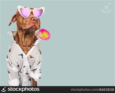 Lovable, pretty brown puppy, stylish shirt and heart shaped sunglasses. Close-up, indoors. Day light. Studio shot. Pets care. Concept of beauty and fashion. Lovable, pretty brown puppy, stylish shirt and heart shaped sunglasses