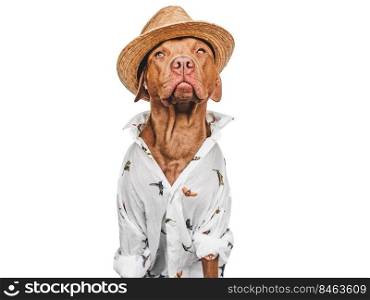 Lovable, pretty brown puppy, stylish shirt and sunhat. Close-up, indoors. Day light. Studio shot. Pets care. Concept of beauty and fashion. Lovable, pretty brown puppy, stylish shirt and sunhat