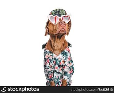 Lovable, pretty brown puppy, stylish shirt, sun hat and heart shaped sunglasses. Close-up, indoors. Day light. Studio shot. Pets care. Concept of beauty and fashion. Lovable, pretty brown puppy, stylish shirt, sun hat