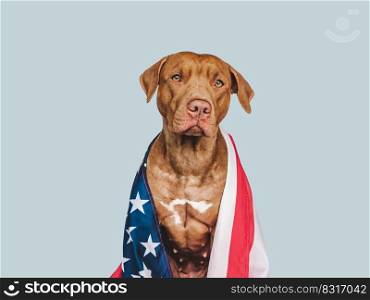 Lovable, pretty dog and American Flag. Closeup, indoors. Studio photo. Congratulations for family, loved ones, relatives, friends and colleagues. Pets care concept. Lovable, pretty dog and American Flag. Closeup, indoors