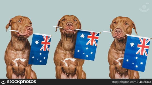 Lovable, pretty dog and Australian Flag. Closeup, indoors. Studio photo. Congratulations for family, loved ones, relatives, friends and colleagues. Pets care concept. Lovable, pretty dog and Australian Flag. Closeup