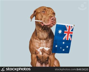 Lovable, pretty dog and Australian Flag. Closeup, indoors. Studio photo. Congratulations for family, loved ones, relatives, friends and colleagues. Pets care concept. Lovable, pretty dog and Australian Flag. Closeup