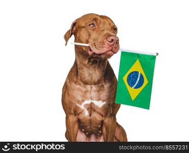 Lovable, pretty dog and Brazilian Flag. Closeup, indoors. Studio photo. Congratulations for family, loved ones, relatives, friends and colleagues. Pets care concept. Lovable, pretty dog and Brazilian Flag. Closeup