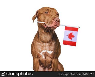 Lovable, pretty dog and Canadian Flag. Closeup, indoors. Studio photo. Congratulations for family, loved ones, relatives, friends and colleagues. Pets care concept. Lovable, pretty dog and Canadian Flag. Closeup