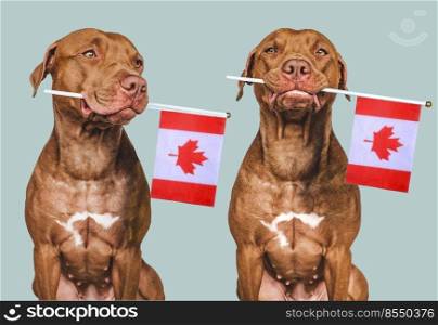 Lovable, pretty dog and Canadian Flag. Closeup, indoors. Studio photo. Congratulations for family, loved ones, relatives, friends and colleagues. Pets care concept. Lovable, pretty dog and Canadian Flag. Closeup
