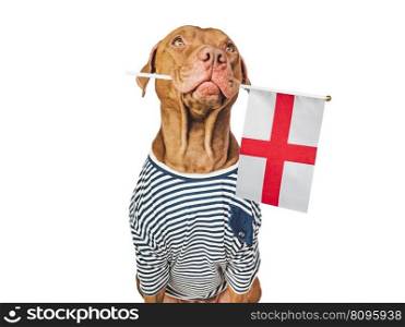 Lovable, pretty dog and Flag of England. Closeup, indoors. Studio photo. Congratulations for family, loved ones, relatives, friends and colleagues. Pet care concept. Lovable, pretty dog and Flag of England
