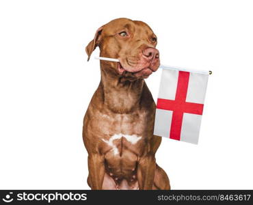 Lovable, pretty dog and Flag of England. Closeup, indoors. Studio photo. Congratulations for family, loved ones, relatives, friends and colleagues. Pets care concept. Lovable, pretty dog and Flag of England