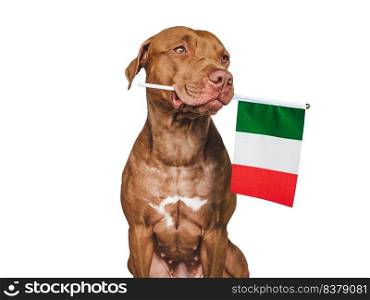 Lovable, pretty dog and Flag of Italy. Closeup, indoors. Studio photo. Congratulations for family, loved ones, relatives, friends and colleagues. Pets care concept. Lovable, pretty dog and Flag of Italy