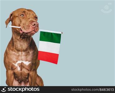 Lovable, pretty dog and Flag of Italy. Closeup, indoors. Studio photo. Congratulations for family, loved ones, relatives, friends and colleagues. Pets care concept. Lovable, pretty dog and Flag of Italy
