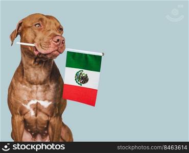 Lovable, pretty dog and Flag of Mexico. Closeup, indoors. Studio photo. Congratulations for family, loved ones, relatives, friends and colleagues. Pets care concept. Lovable, pretty dog and Flag of Mexico