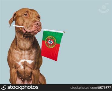 Lovable, pretty dog and Flag of Portugal. Closeup, indoors. Studio photo. Congratulations for family, loved ones, relatives, friends and colleagues. Pets care concept. Lovable, pretty dog and Flag of Portugal