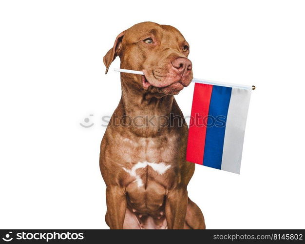 Lovable, pretty dog and Flag of Russia. Closeup, indoors. Studio photo. Congratulations for family, loved ones, relatives, friends and colleagues. Pets care concept. Lovable, pretty dog and Flag of Russia