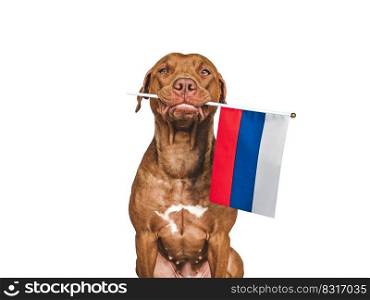 Lovable, pretty dog and Flag of Russia. Closeup, indoors. Studio photo. Congratulations for family, loved ones, relatives, friends and colleagues. Pets care concept. Lovable, pretty dog and Flag of Russia