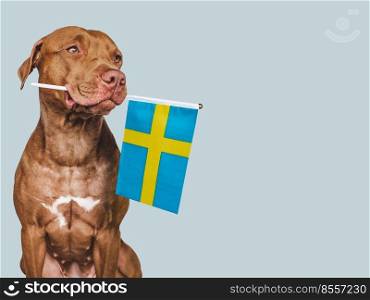 Lovable, pretty dog and Flag of Sweden. Closeup, indoors. Studio photo. Congratulations for family, loved ones, relatives, friends and colleagues. Pets care concept. Lovable, pretty dog and Flag of Sweden
