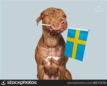 Lovable, pretty dog and Flag of Sweden. Closeup, indoors. Studio photo. Congratulations for family, loved ones, relatives, friends and colleagues. Pets care concept. Lovable, pretty dog and Flag of Sweden