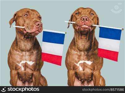 Lovable, pretty dog and French Flag. Closeup, indoors. Photo collage. Congratulations for family, loved ones, relatives, friends and colleagues. Pet care concept. Lovable, pretty dog and French Flag. Closeup